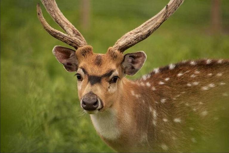 Mucche delle Highlands, Walk Alpacas e Centro della fauna selvatica scozzese