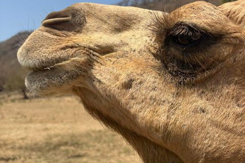 Salalah City Tour: Mosque, Al Gharif Project and Royal Farm