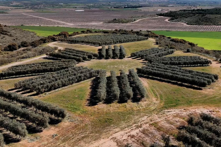 Toledo: Olive Oil Mill Tour & Tasting 4 EVOO Casas de Hualdo