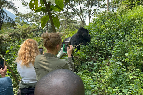 Viagem de 11 dias para fazeres uma caminhada com chimpanzés, seguires os gorilas e veres a vida selvagem