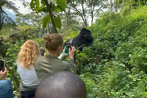 11 Day Chimpanzee Trekking, Gorilla Tracking & Wildlife Trip
