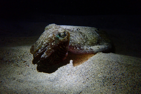 Night Snorkeling: An unforgettable experience!