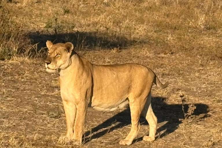 Victoria Falls safari Game Drive