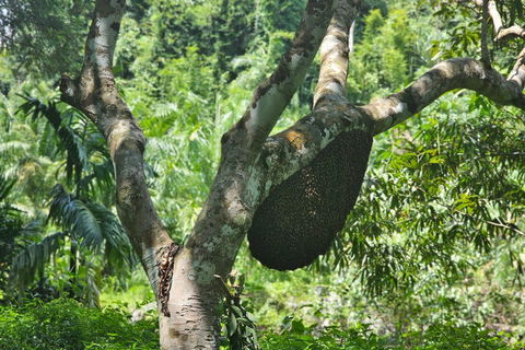 Phuket: Bamboo Raft, ATV & Sea Turtle Private Tour Khao Lak