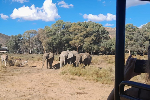 Cape Town: Cape Town Big Five Sunset Safari with Snacks