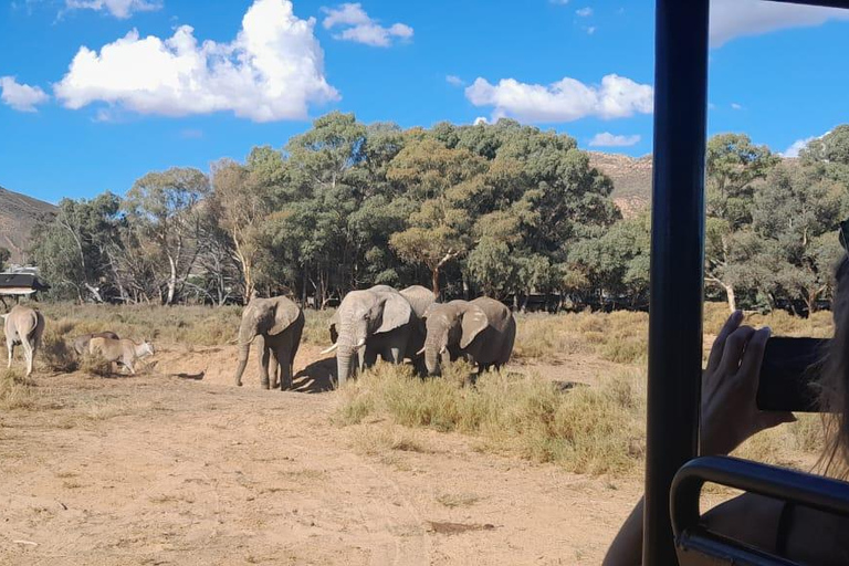 Cape Town: Cape Town Big Five Sunset Safari with Snacks