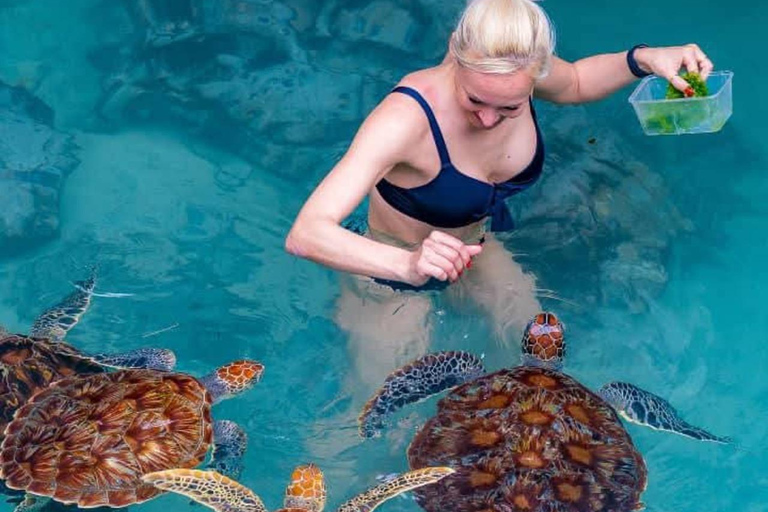 Zanzibar:Sea torttle swim at Salaam & Prison Island Tortoise Private Salaam cave & prison Island. No transfer