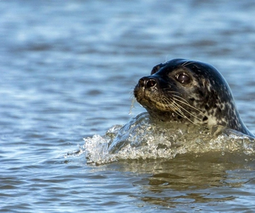 Föhr: Boat trip to the seals