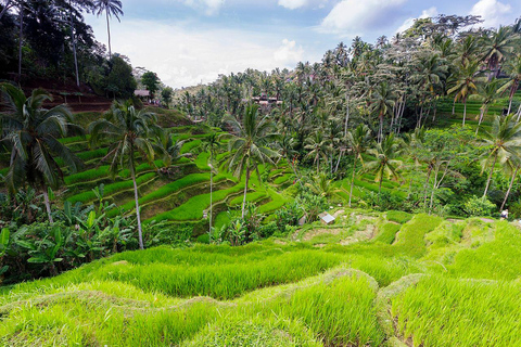 Bali Central: Excursión a la Aldea de Ubud, la Terraza de Arroz y KintamaniRecorrido con Entradas