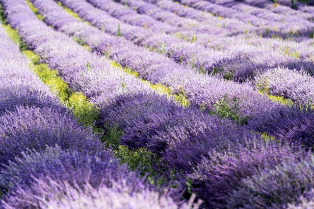 Visit Valensole : Visit of a winery and lavender farm in Valensole