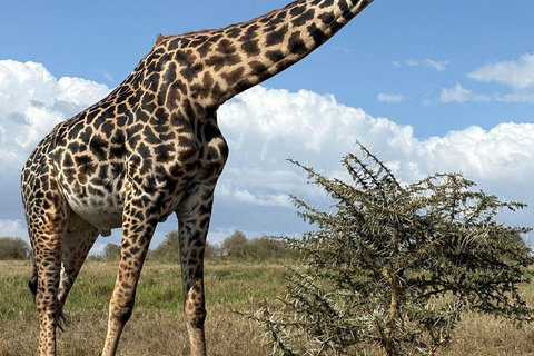 Nairobi: 3-Day epic trip to Maasai Mara Reserve with meals 3 days, 2 nights private safari to Mara in a tourist VAN