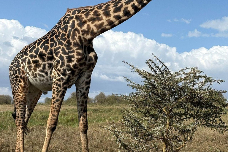 Nairobi: 3-Day epic trip to Maasai Mara Reserve with meals 3 days, 2 nights private safari to Mara in a tourist VAN
