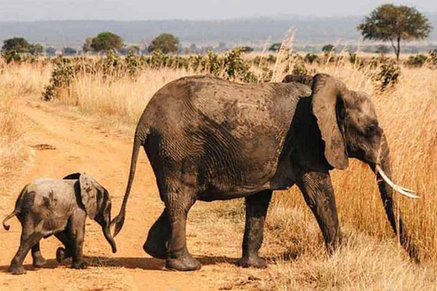 Zanzibar: 2-dniowe safari w Parku Narodowym Mikumi z przelotem