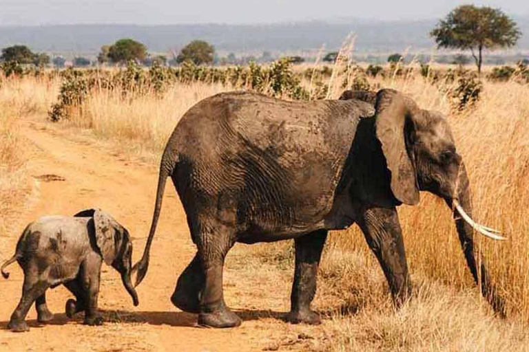 Zanzibar: 2-dniowe safari w Parku Narodowym Mikumi z przelotem