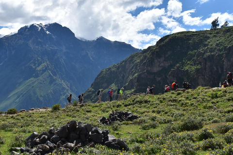 Arequipa: trekking to the Colca Canyon 2 days/1 night