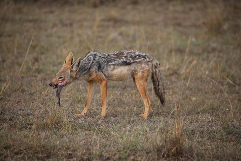 Excursión de un día al Monte Longonot desde Nairobi