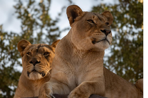 Phoenix Zoo: algemeen toegangsbewijs voor één dag