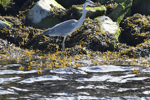 Inverness: Crucero de observación de la fauna a Chanonry Point