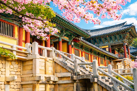 Busan: Spring Cherry Blossom & Gyeongju Highlights Day Tour