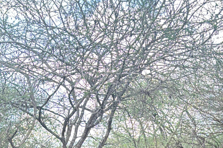 Moshi: Mkomazi National Park Day Trip with Game Drive