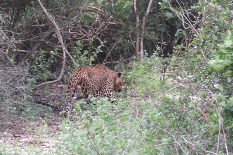 Desde Ella : Excursión al Parque Nacional de Yala 4*4 con Safari en Leopardo