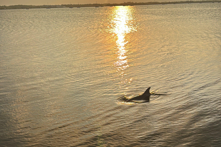 Orlando: Aventura com caiaque ou prancha a remo sem golfinhosPasseio com Golfinhos