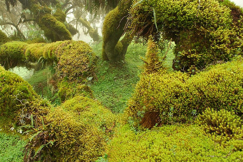 Bale Mountains: Trekking &amp; Wildlife Safari 4-Tage-TourBale-Gebirge: Trekking &amp; Wildtiersafari 4-tägige Tour