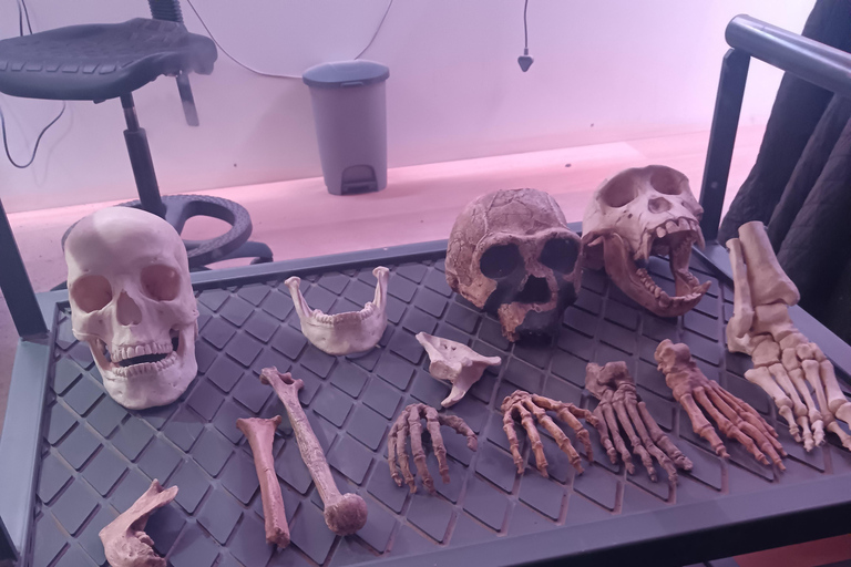 Johannesburg: Cradle Of Humankind & Fossil Discovery Tour