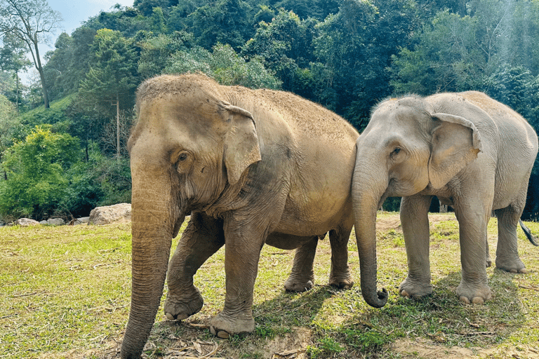 Chiang Mai: Santuario etico degli elefanti e escursione a Doi InthanonChiang Mai: Santuario etico degli elefanti e escursioni a Doi Inthanon