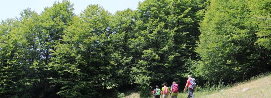 Sila: escursione guidata di trekking con picnic in natura