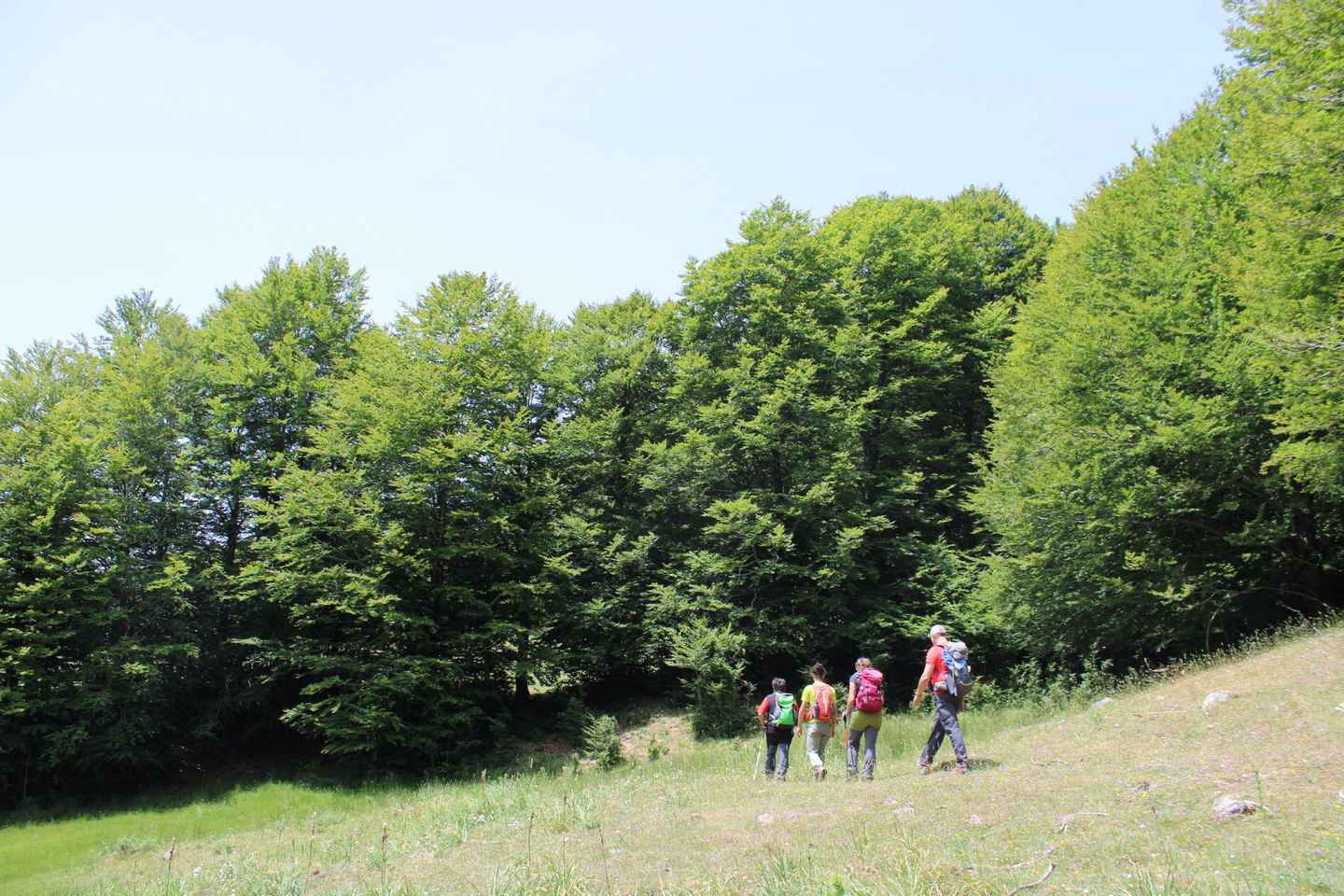 Sila: escursione guidata di trekking con picnic in natura