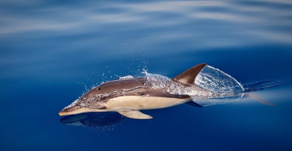 Marbella: Private Dolphin-Watching Boat Tour for Up to 11