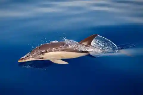Marbella: Dolphin Watching Boat Tour