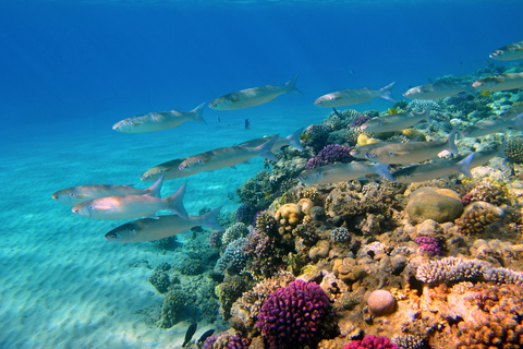 Sahl Hasheesh Elite Beach Dive & Coral Reef Experience