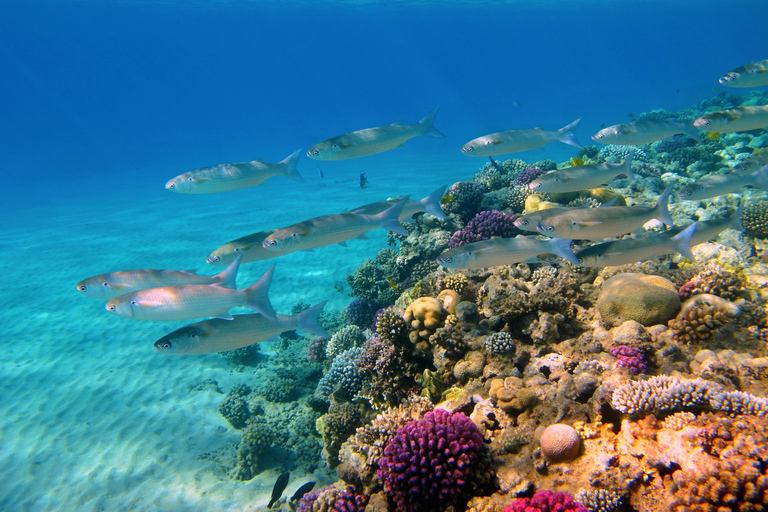 Sahl Hasheesh Elite Beach Dive & Coral Reef Experience
