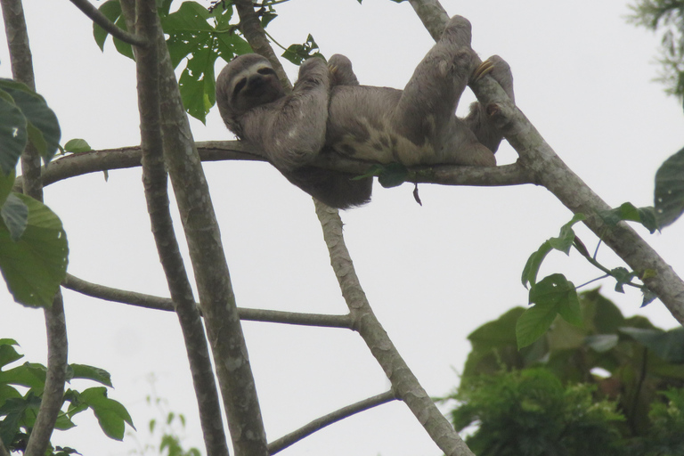 Puerto Maldonado: Tambopata Expeditions 4 Days (expeditions) Puerto Maldonado: Tambopata Expeditions 4 days (expeditions)