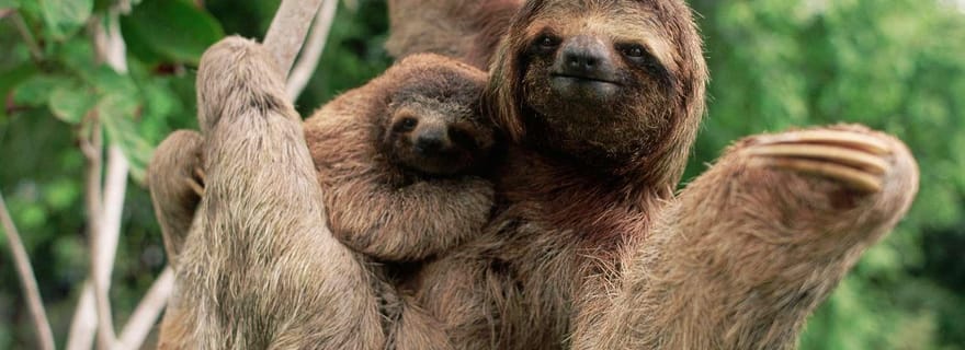 Uvita : Parc national Marino Ballena - Randonnée privée et vie sauvage