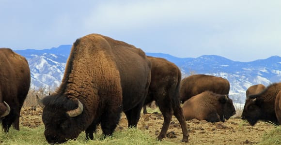 Denver: Berg-Tour mit Sonnenuntergang