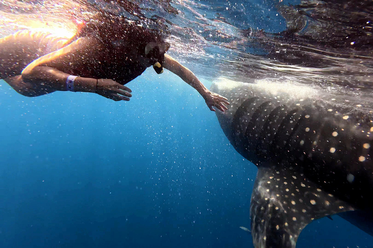 Protected natural reserve: Whale Shark Aqua Safari