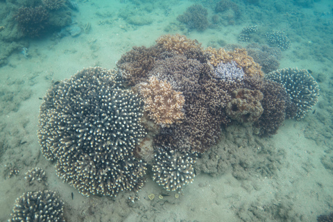 Hervey Bay: Schildpadden Ontdekking Eco Tour