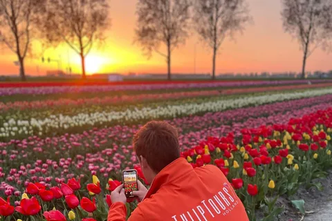 Vanuit Amsterdam: De Tulpen Zonsondergang Tour met Diner