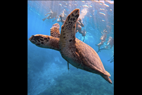 One Day Trip Menjangan Island With Snorkling Experience