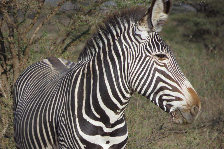 Parco Nazionale di Nairobi Tour per piccoli gruppiTour per piccoli gruppi del Parco Nazionale di Nairobi