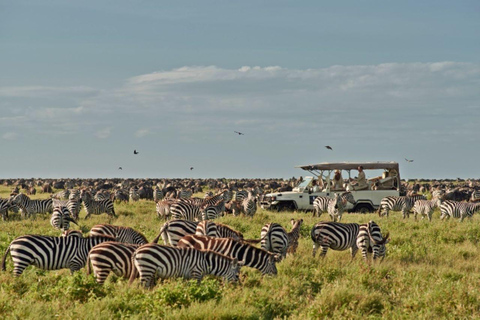 Arusha : safari de 3 jours dans le Serengeti et le cratère du Ngorongoro