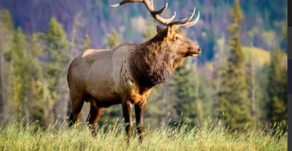 Banff: Sunset Scenic Tour of Alpine Lakes & Wildlife at Dusk