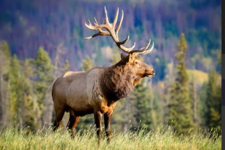 Banff: Twilight Wildlife-Alpine Lakes: Private Sunset Safari Group of 1-2 persons