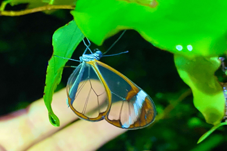 Monteverde: Finca Lantana Sunset and Night Hike
