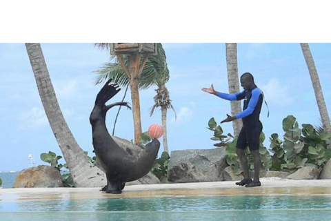 Punta Cana: Delfinschwimmen mit Seelöwen-Show als Bonus