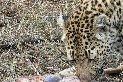 5 dagar 4 kvällar Safari Tour i Madikwe och Pilanersbeg