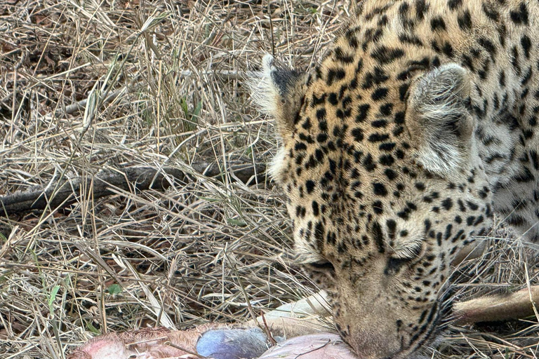 Safari de 5 días y 4 noches en Madikwe y Pilanersbeg